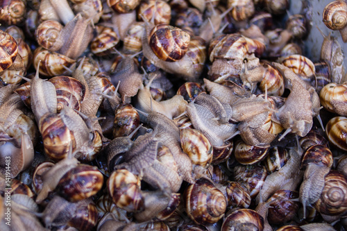 Bucket of Snails in market