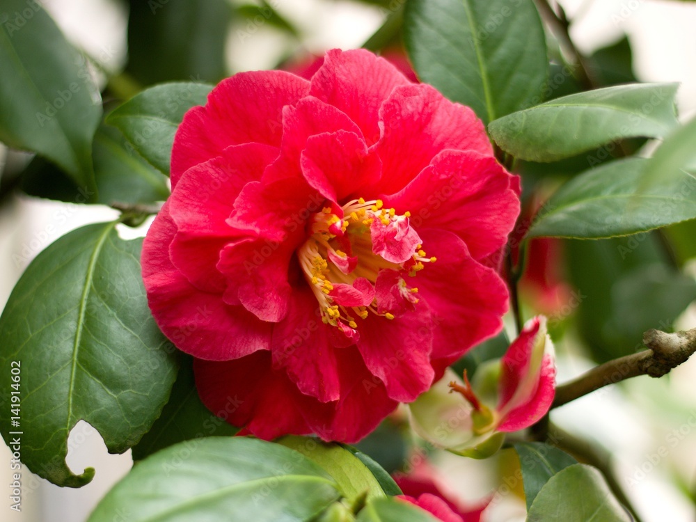 Japanese camellia blooming in the greenhouse