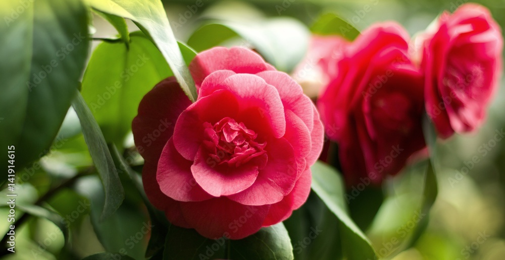 Japanese camellia blooming in the greenhouse Japanese camellia blooming in the greenhouse