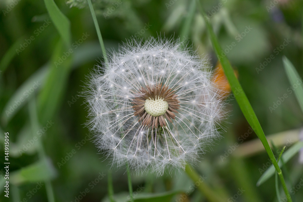 Dandelion flower on a summer meadow macro closeup. Dandelion flower on a summer meadow macro closeup.