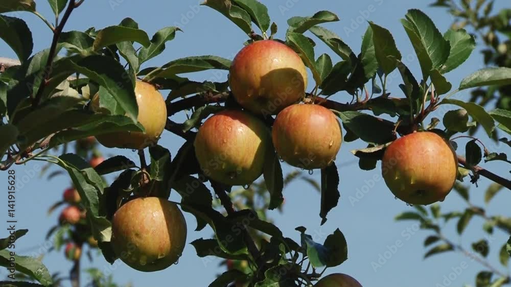 Beautiful and ripe apples. Apple tree in the garden. Beautiful and ripe apples. Apple tree in the garden.