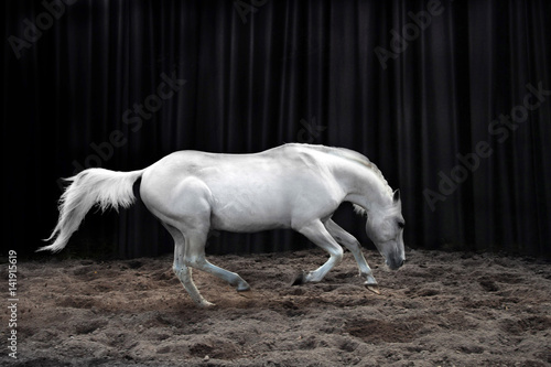 White horse galloping on the indoor arena