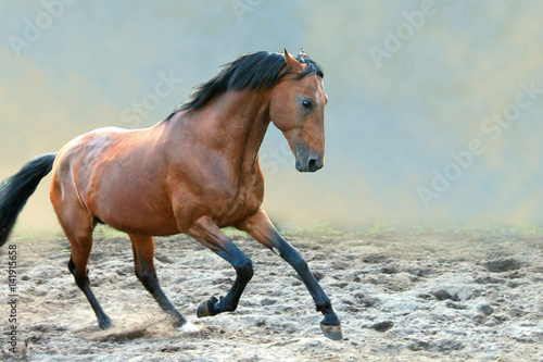 Bay horse runs gallop
