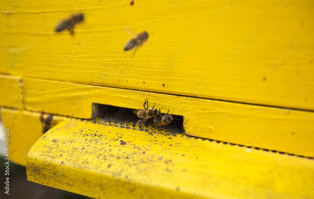 Bees are at the entrance to the hive. Bees are at the entrance to the hive.