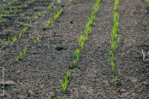 Wheat germ. Spring wheat seedlings.