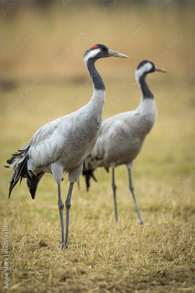 Obraz premium Crane in the wild