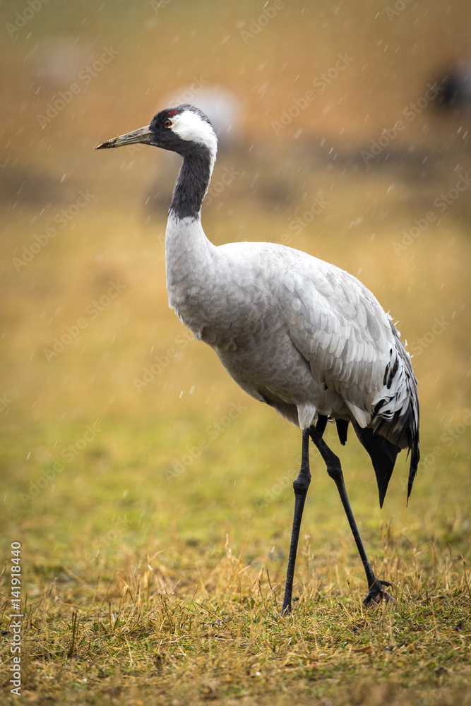 Obraz premium Crane in the wild