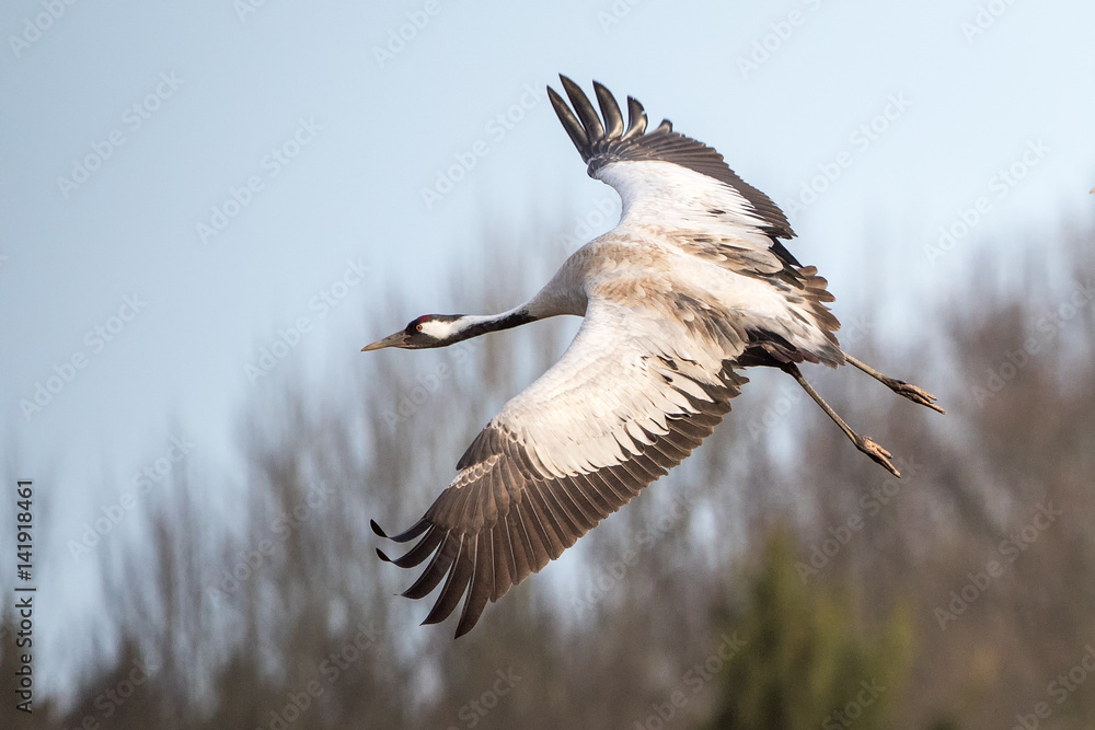 Fototapeta premium Crane in the wild
