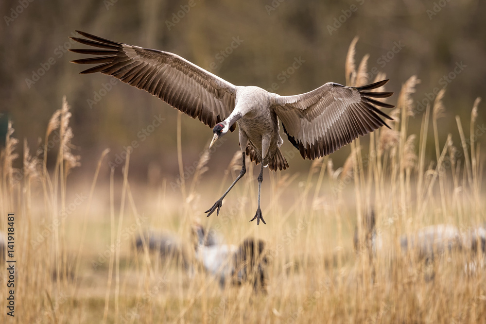 Fototapeta premium Crane in the wild
