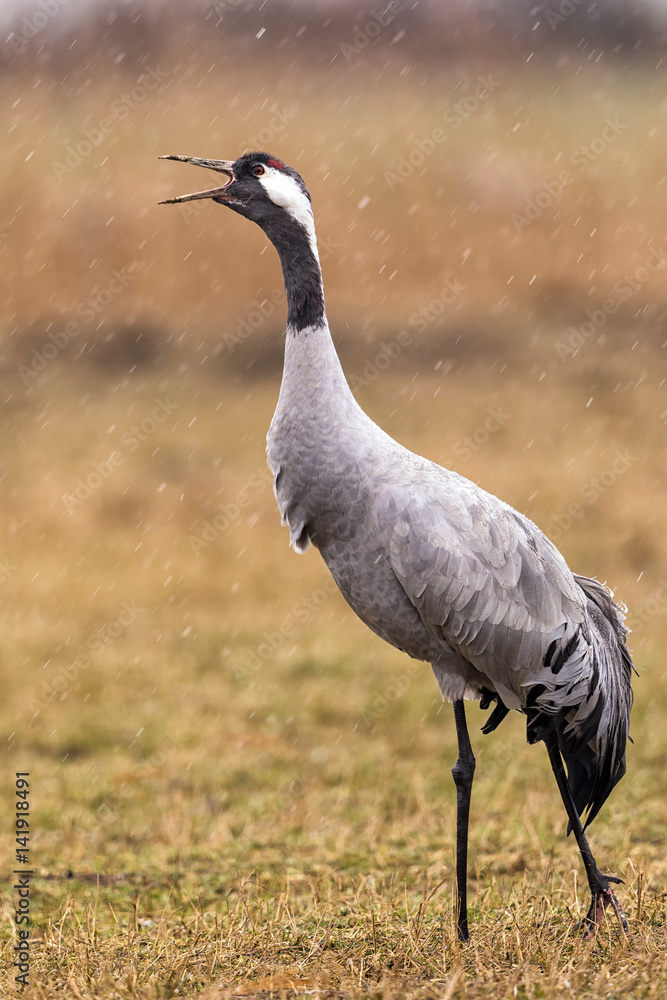 Obraz premium Crane in the wild