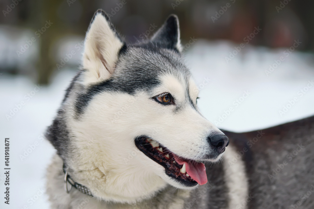 The portrait of a grey Siberian Husky dog with brown eyes staying outdoors in winter
