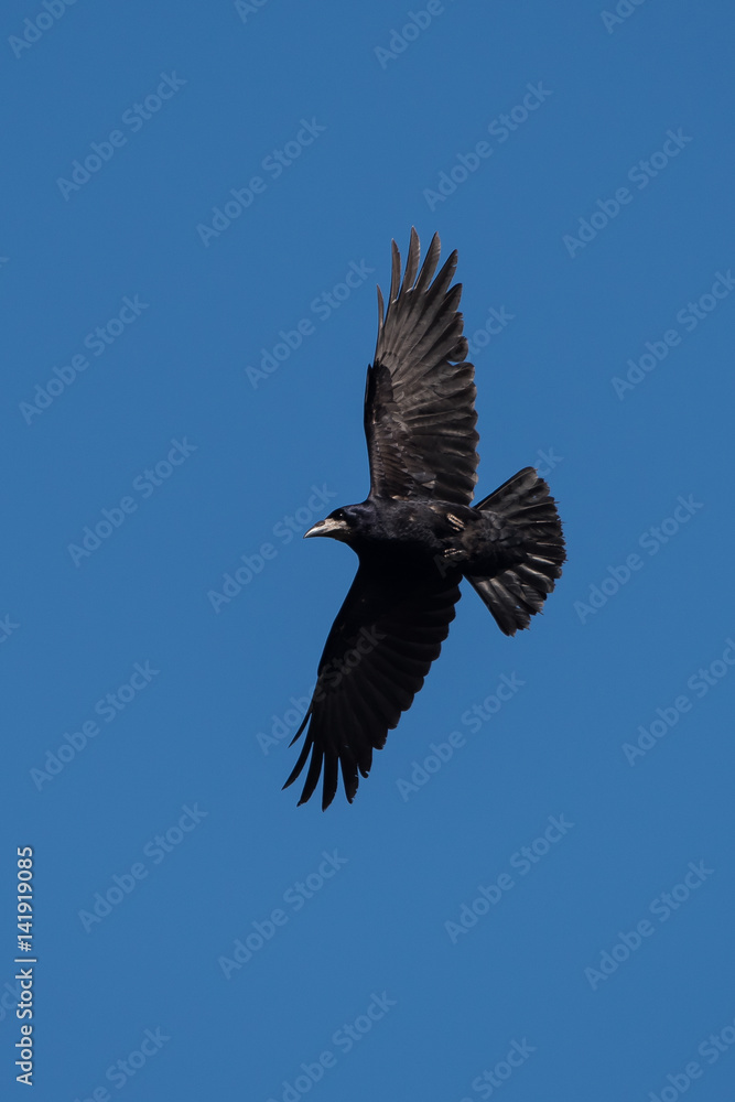 Naklejka premium Rook, Corvus frugilegus