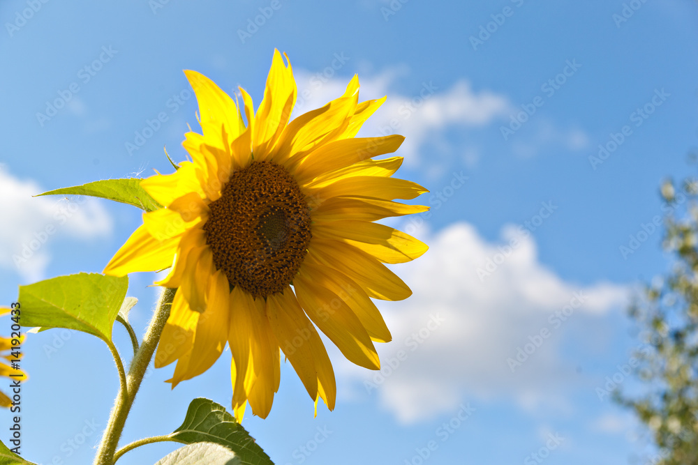 Flower of sunflower against the blue sky Flower of sunflower against the blue sky