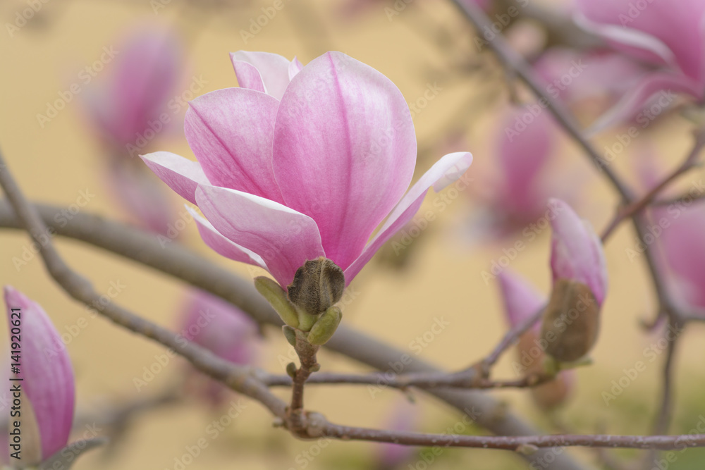 The flower magnolias The flower magnolias
