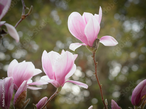 The flowers blossoming magnolias