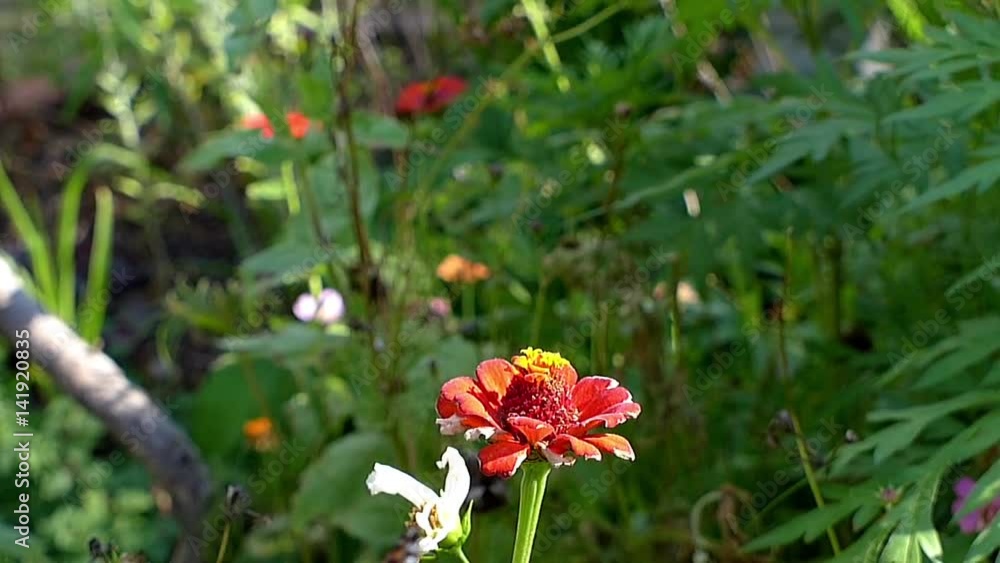 Monarch butterfly in slow motion seeking nectar lands and takes off from zinnia flowers. Monarch butterfly in slow motion seeking nectar lands and takes off from zinnia flowers.
