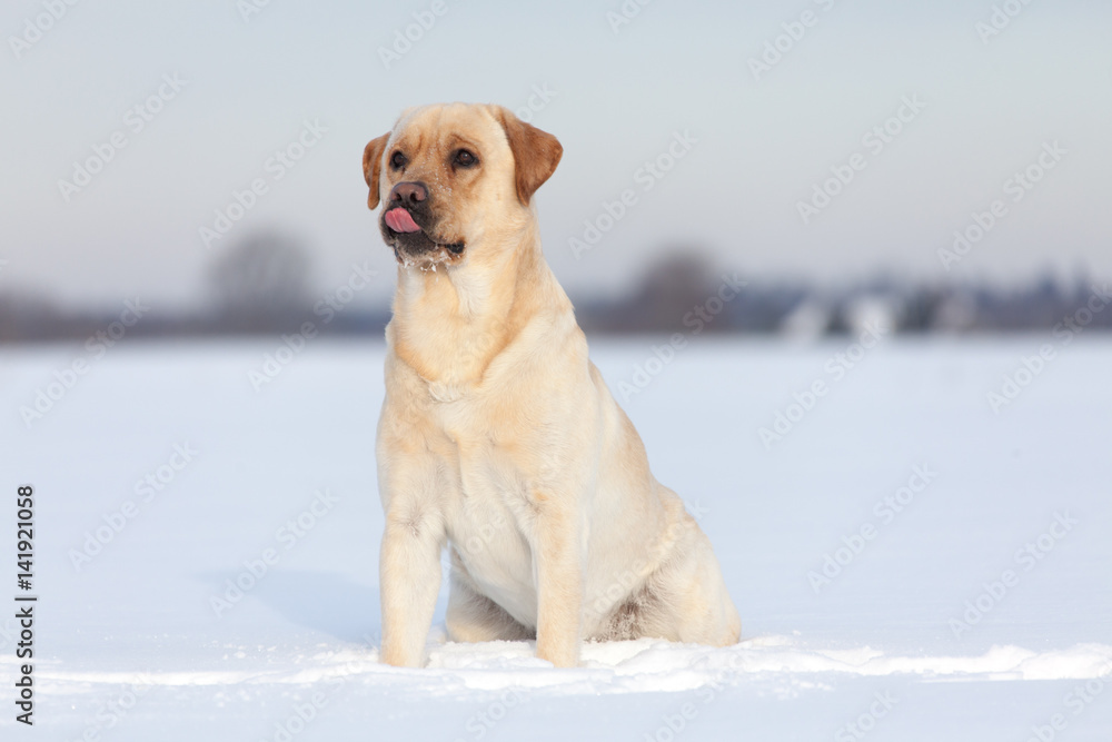 Obraz premium Labrador Retrievers playing on white snow 