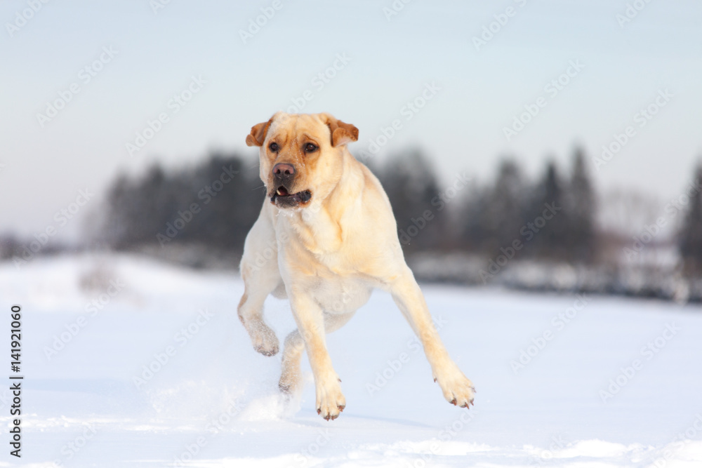 Labrador Retrievers playing on white snow
