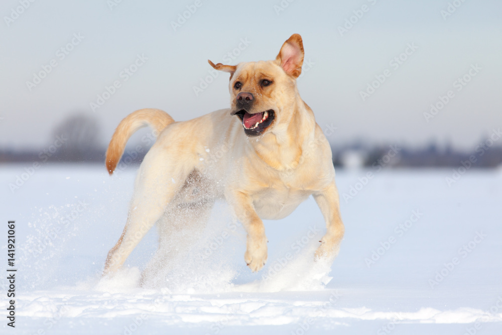 Labrador Retrievers playing on white snow
