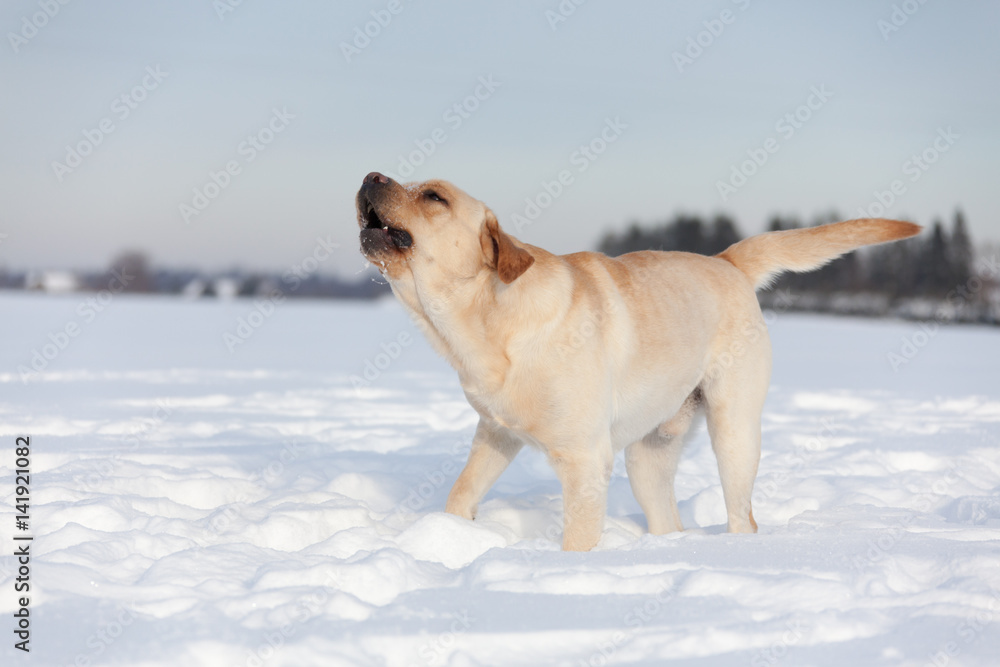 Labrador Retrievers playing on white snow
