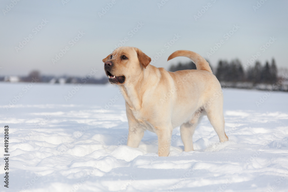 Labrador Retrievers playing on white snow
Labrador Retrievers playing on white snow