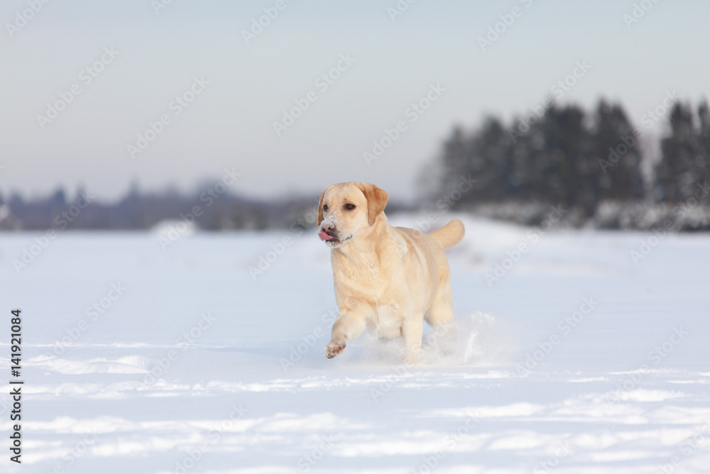 Labrador Retrievers playing on white snow
Labrador Retrievers playing on white snow