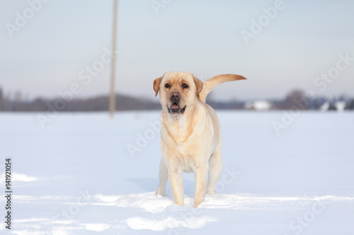 Labrador Retrievers playing on white snow 