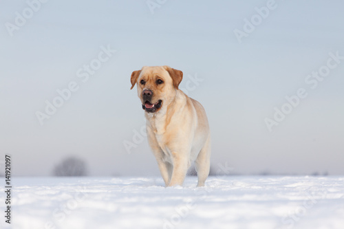 Labrador Retrievers playing on white snow 