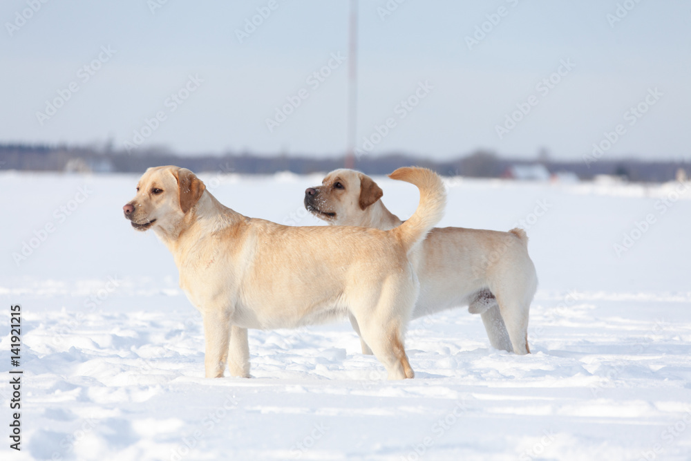 Labrador Retrievers playing on white snow