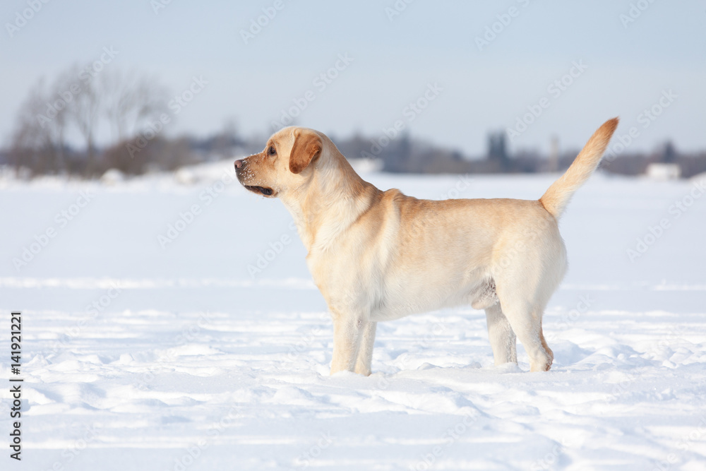 Labrador Retrievers playing on white snow Labrador Retrievers playing on white snow