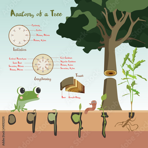 From seed to seed plant growth proccess