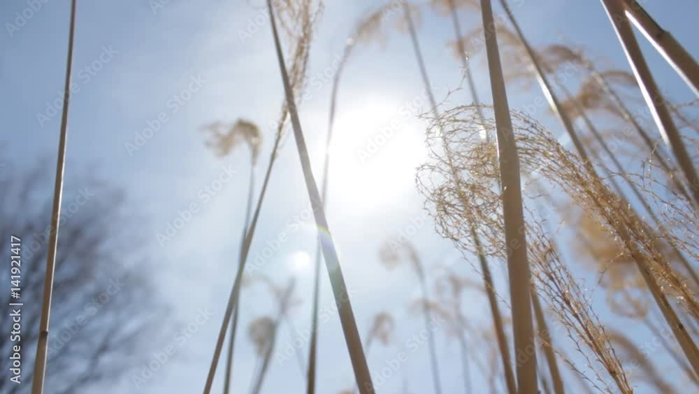A peaceful happy setting of pampus grass on a bright blue sky background A peaceful happy setting of pampus grass on a bright blue sky background