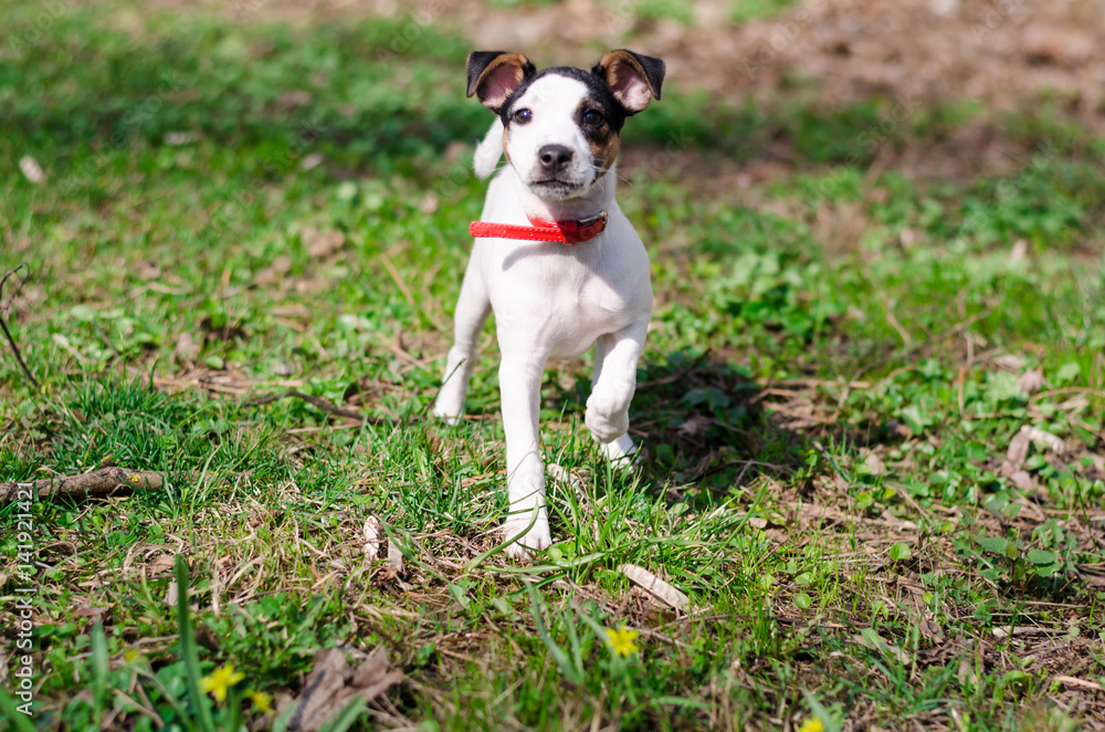 A little puppy Jack Russel terrier is standing in the grass in the park with red dog-collar