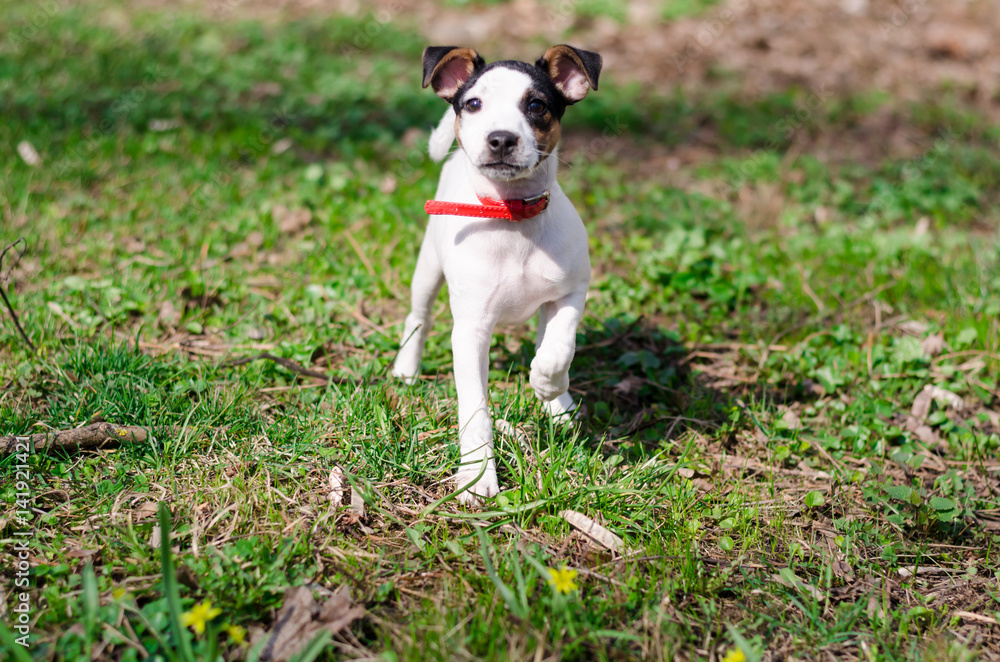 A little puppy Jack Russel terrier is standing in the grass in the park with red dog-collar A little puppy Jack Russel terrier is standing in the grass in the park with red dog-collar