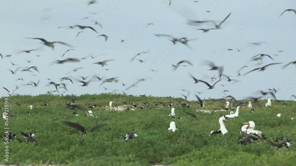 Flock of birds in the wild. Many birds flying conglomerated together ...