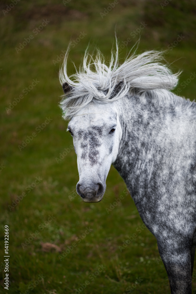 Portrait of Dapple Grey Horse with a long mane fluttering in the wind on the green blurred background. Portrait of Dapple Grey Horse with a long mane fluttering in the wind on the green blurred background.