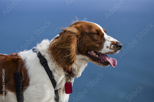 Welsh Springer Spaniel stands wearing a harness with dog collar tag on a background of blue sea