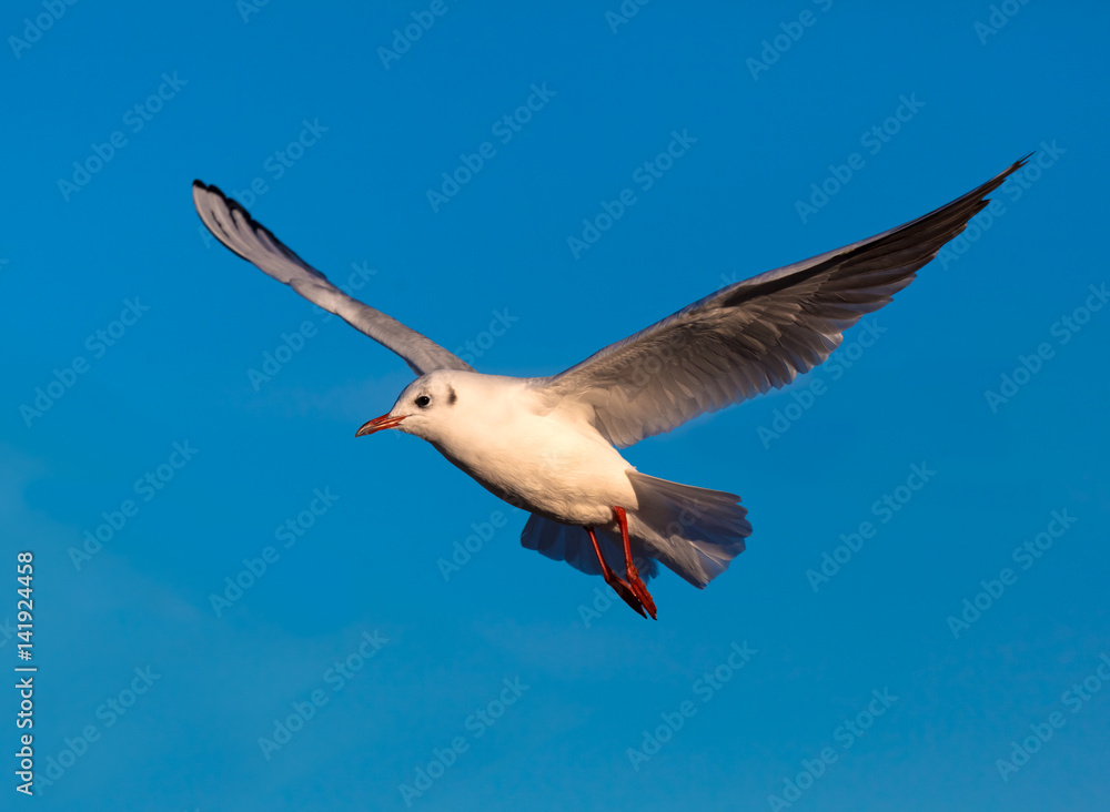 Obraz premium Gull in Flight