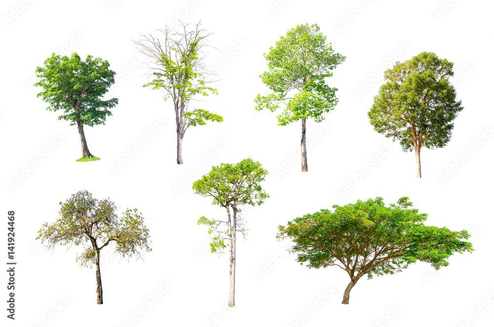 Isolated Trees on white background , The collection of trees. Isolated Trees on white background , The collection of trees.
