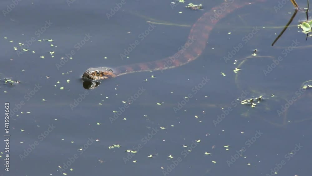 banded water snake in Florida wetlands banded water snake in Florida wetlands