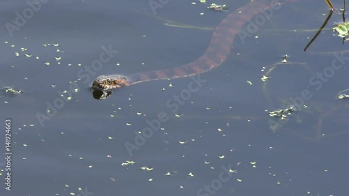 banded water snake in Florida wetlands