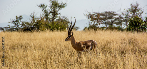 Male Grant's Gazelle in the African Savannah surrounded by a field of dry grass © praxio