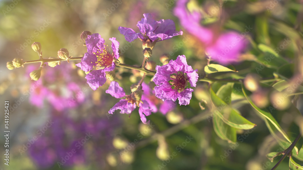 Lagerstroemia purple colors of summer. Lagerstroemia purple colors of summer.
