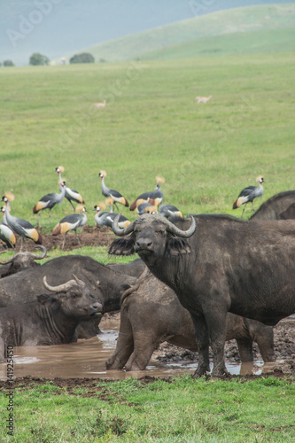 Herd of African Cape Buffalo in the African Savannah