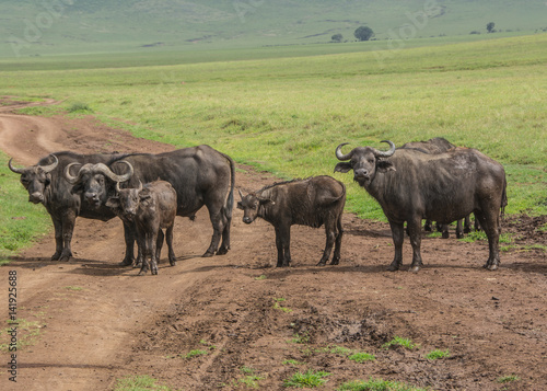 Herd of African Cape Buffalo in the African Savannah