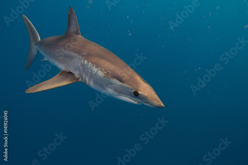 Mako Sharks of Cabo San Lucas © Marc
