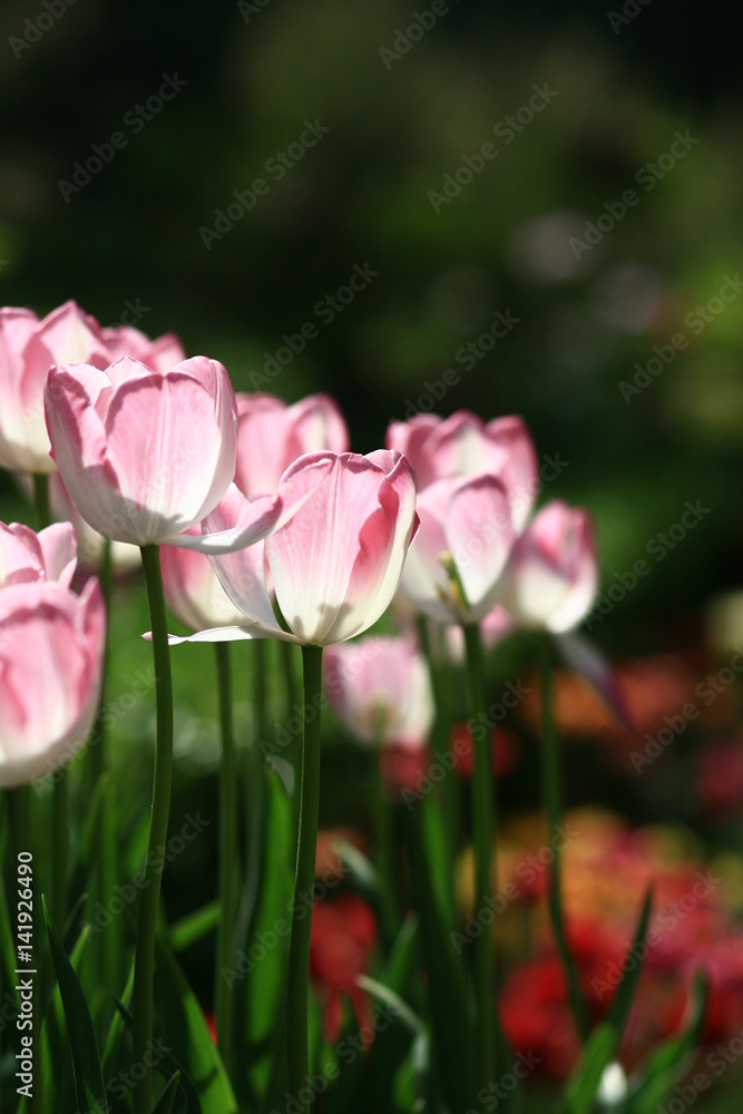 Pink tulips under sun light /Focus On Foreground Pink tulips under sun light /Focus On Foreground