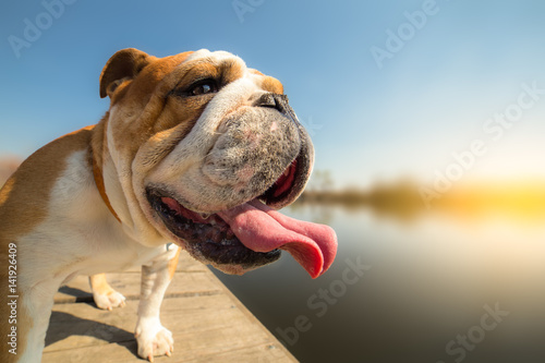 English bulldog standing on the dock - Background - Copy Space