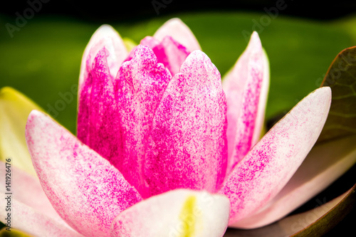 Pink and white petal and yellow pollen of water Lily