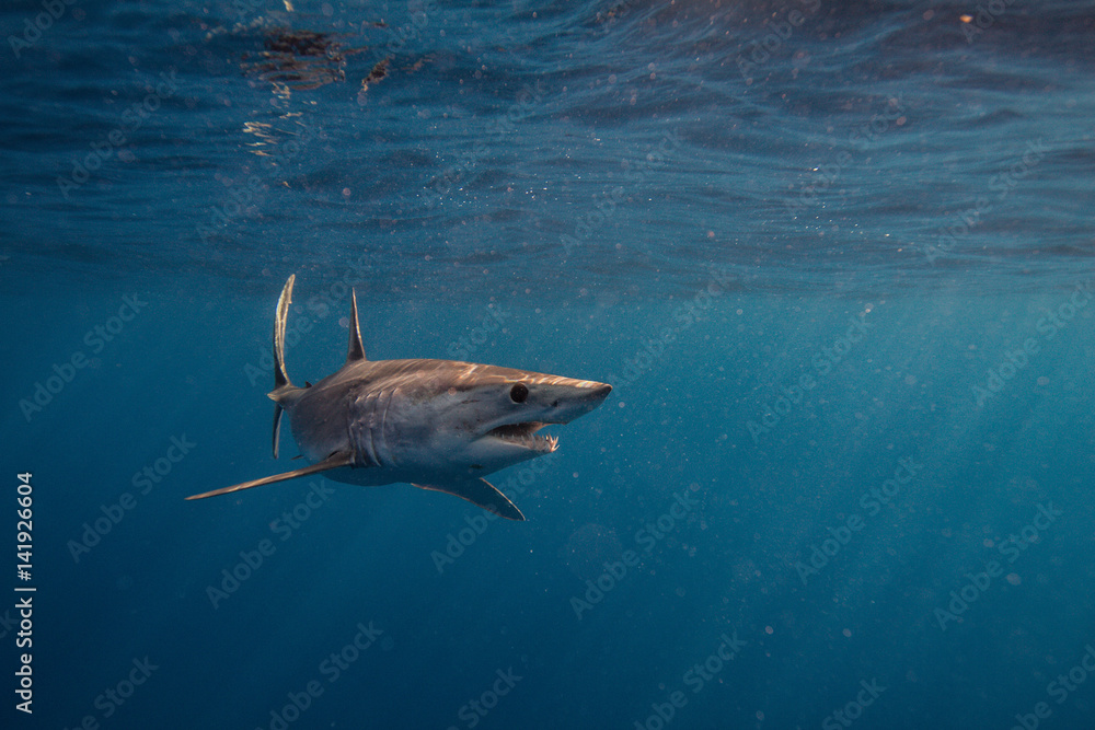 Obraz premium Mako Sharks of Cabo San Lucas